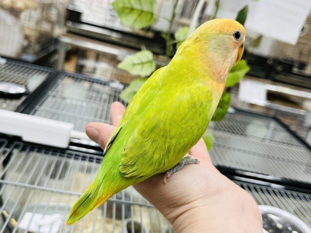 コザクラインコ（小桜インコ）