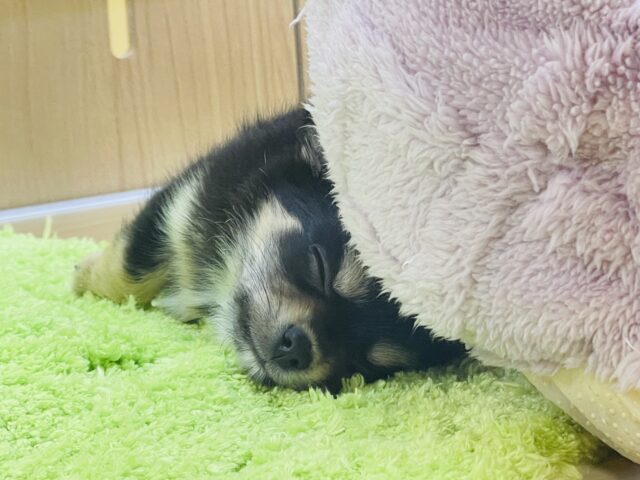 超ホヤホヤ最新画像✨わたち…すぐお腹出しちゃうの♡チワワちゃん! チワワ