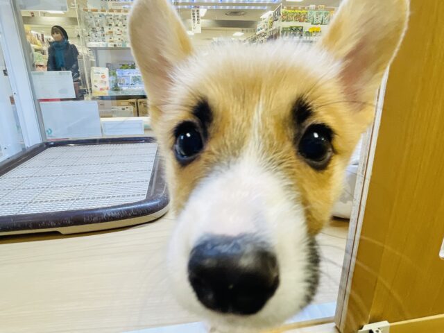 ウェルシュコーギー・ペンブローグ