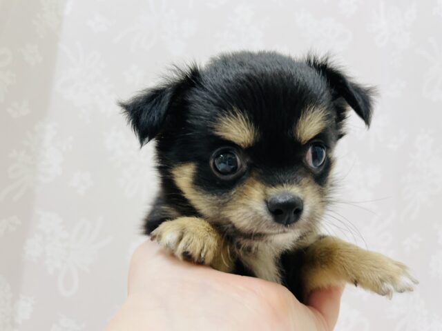 超ホヤホヤ最新画像✨わたち…すぐお腹出しちゃうの♡チワワちゃん! チワワ