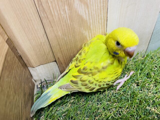 セキセイインコ