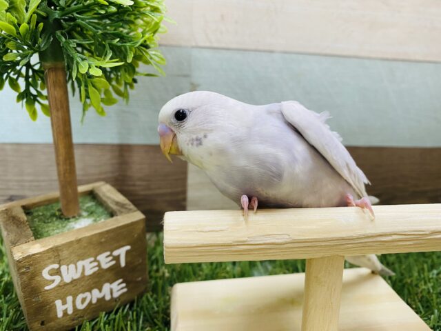 セキセイインコ