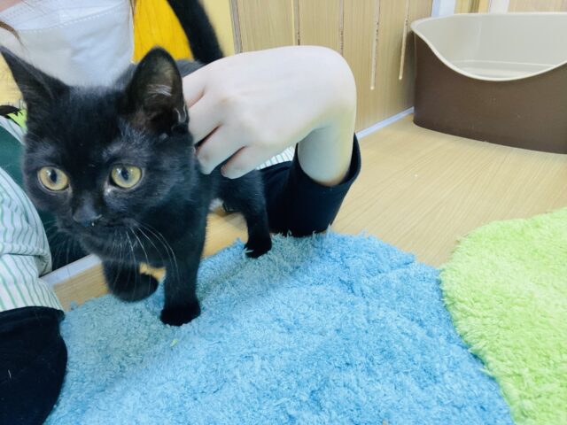 スコティッシュフォールド