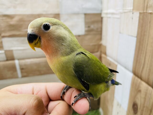 コザクラインコ（小桜インコ）