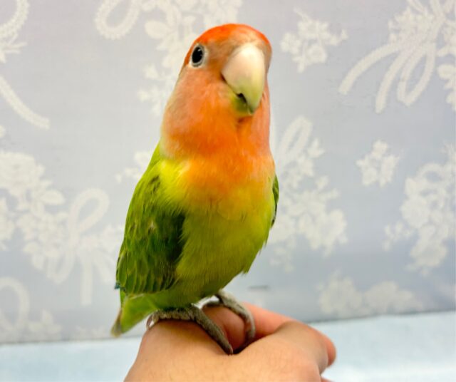 コザクラインコ（小桜インコ）