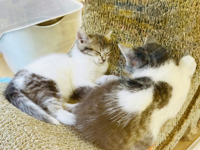 スコティッシュフォールド