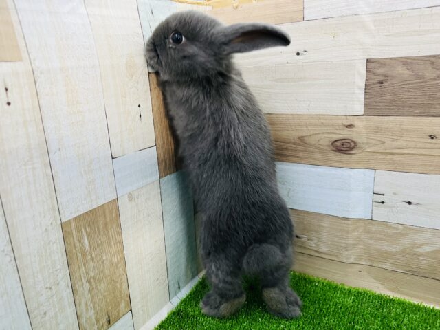 ロップイヤーラビット