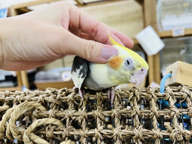 オカメインコ