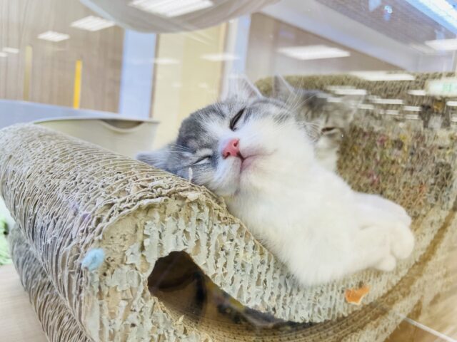 スコティッシュフォールド