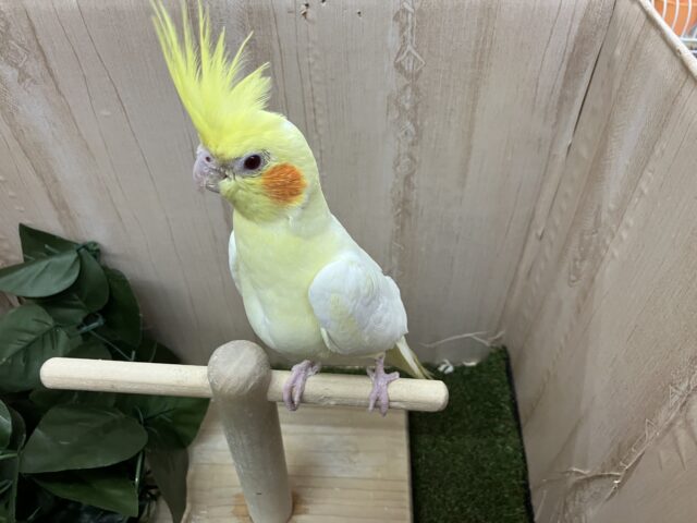 オカメインコ