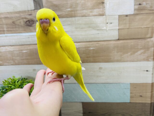 セキセイインコ
