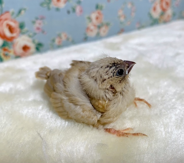 錦花鳥（キンカチョウ）