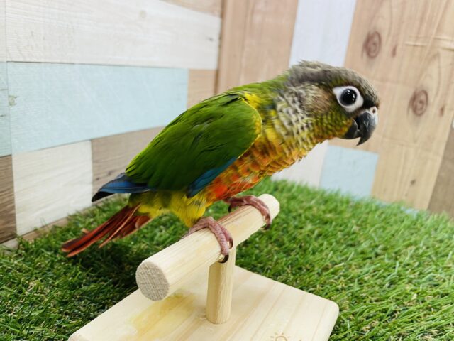 ワキコガネウロコインコ