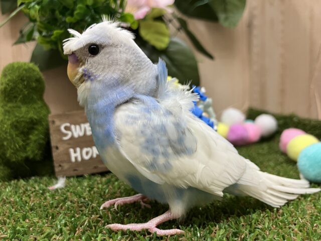 羽衣セキセイインコ