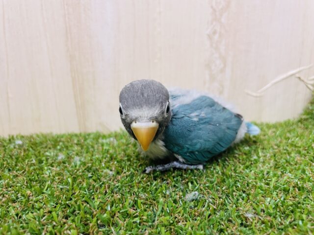 ブルーボタンインコ