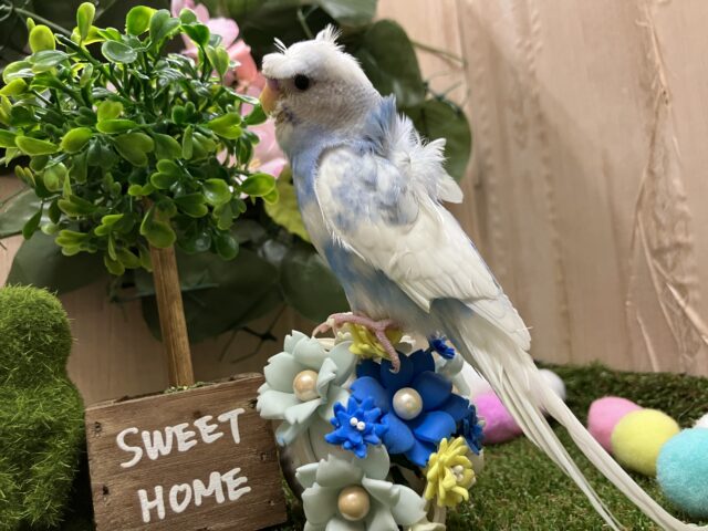 羽衣セキセイインコ
