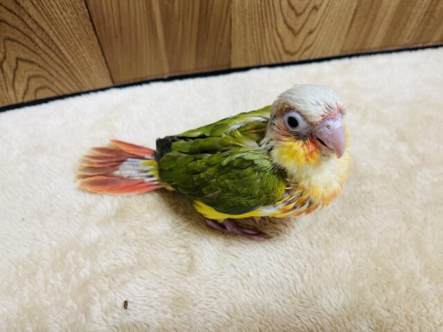 ホオミドリウロコインコ