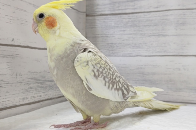 オカメインコ