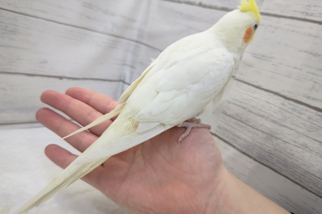 オカメインコ