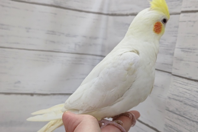 オカメインコ