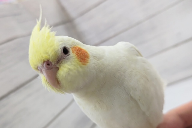 オカメインコ