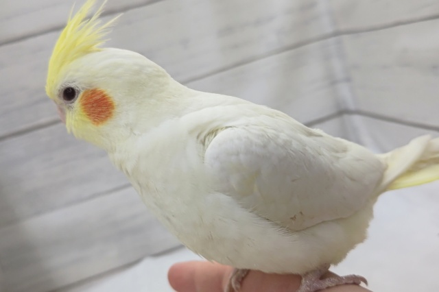 オカメインコ