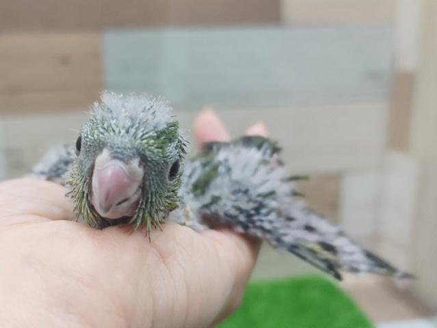 サザナミインコ