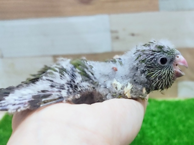 サザナミインコ