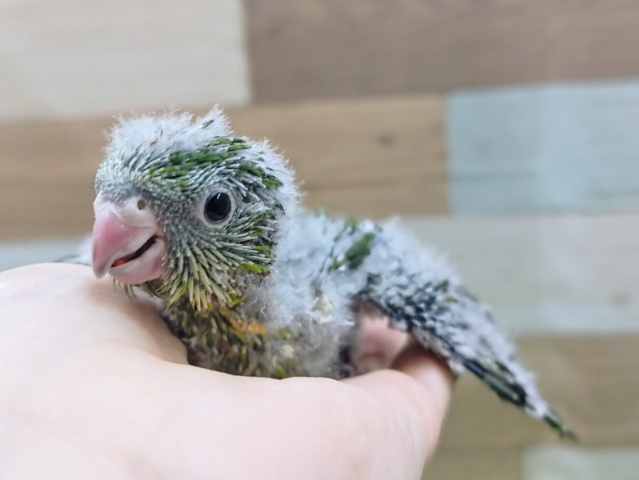 サザナミインコ