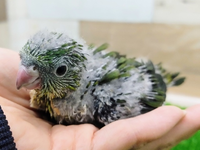 サザナミインコ