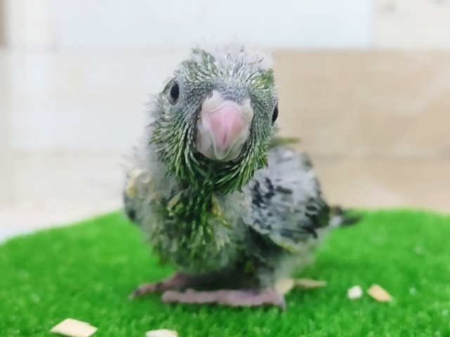 サザナミインコ