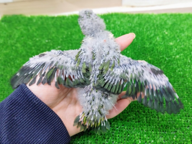 サザナミインコ