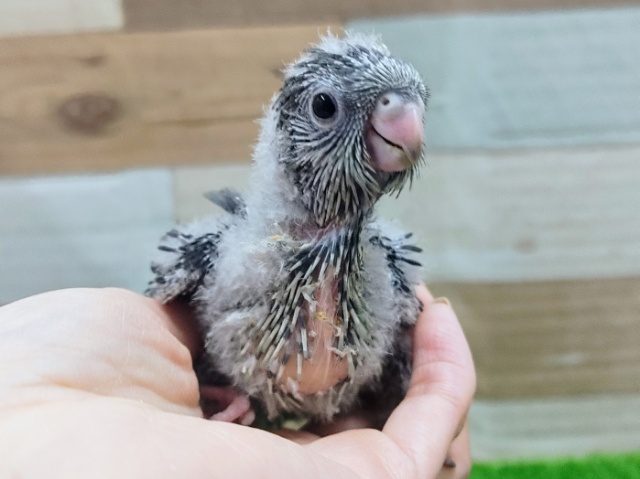 サザナミインコ