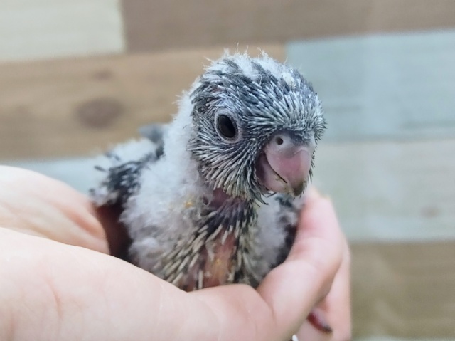 サザナミインコ
