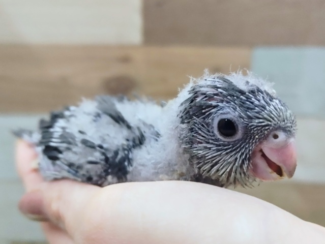 サザナミインコ