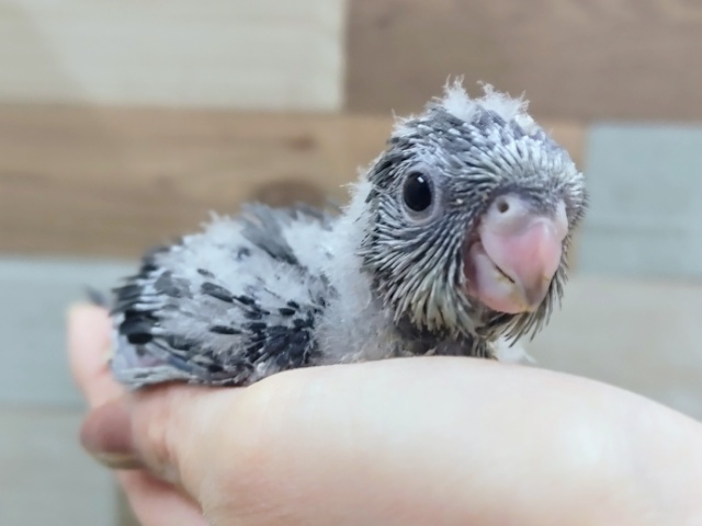 サザナミインコ