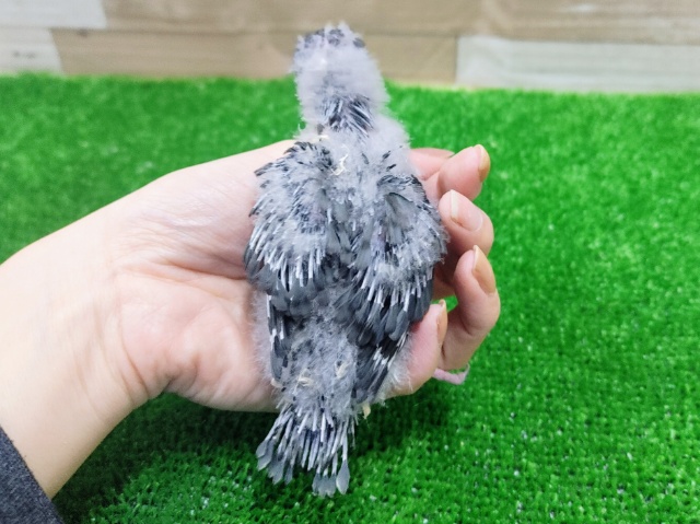 サザナミインコ