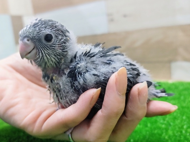 サザナミインコ