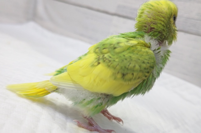 セキセイインコ