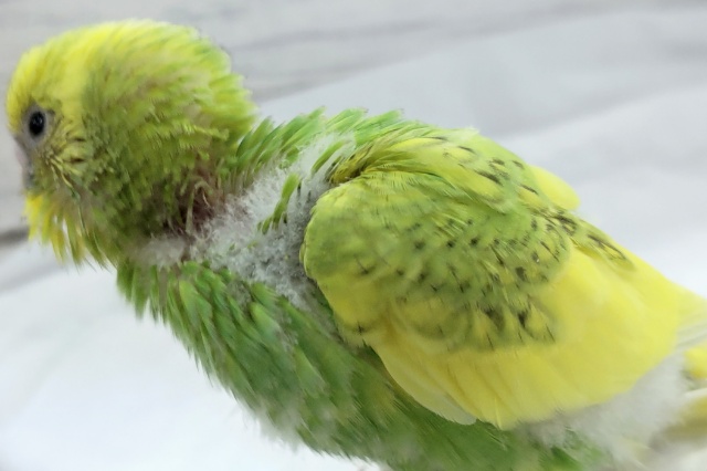 セキセイインコ