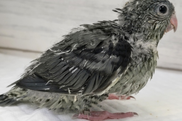 サザナミインコ