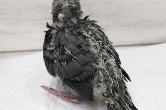 サザナミインコ