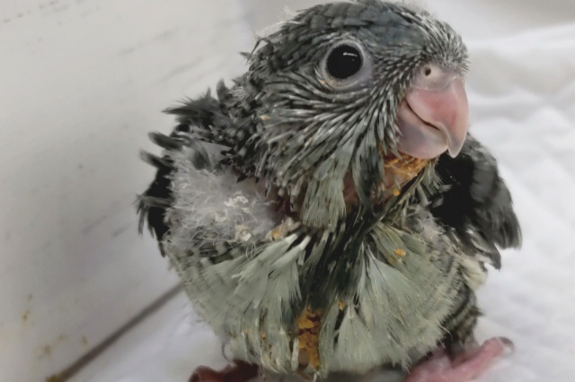 サザナミインコ