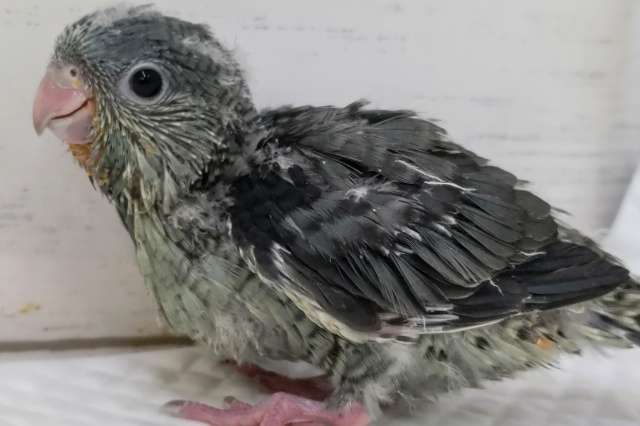 サザナミインコ