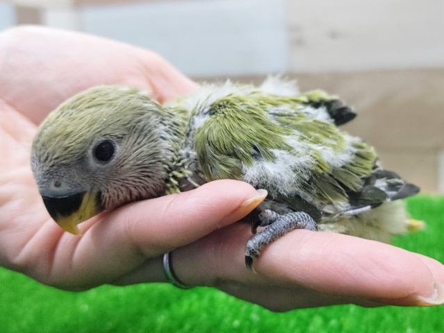 コザクラインコ（小桜インコ）