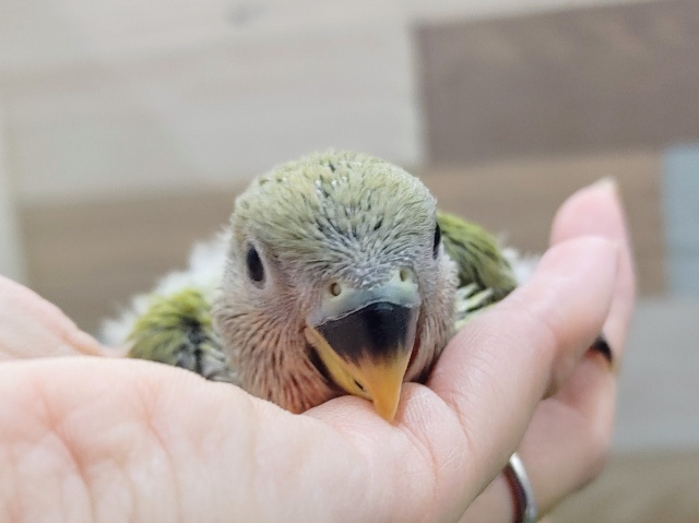 コザクラインコ（小桜インコ）