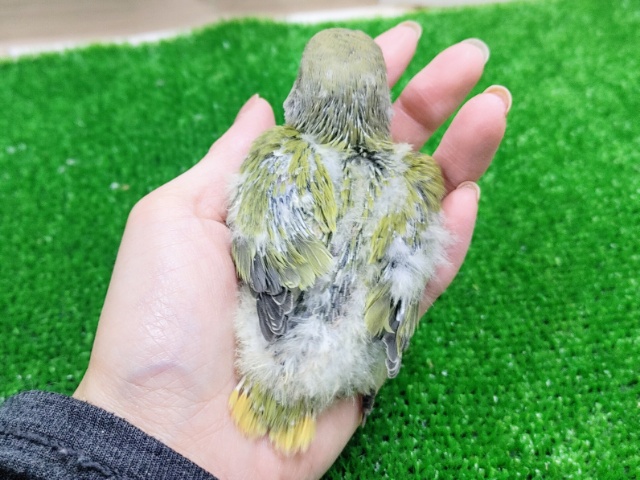 コザクラインコ（小桜インコ）
