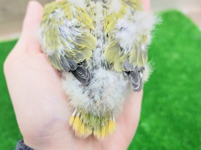 コザクラインコ（小桜インコ）