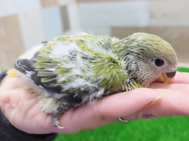 コザクラインコ（小桜インコ）