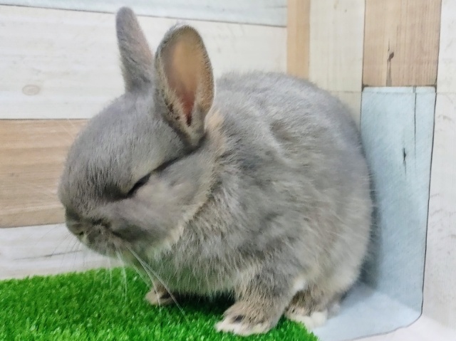 ネザーランドドワーフ